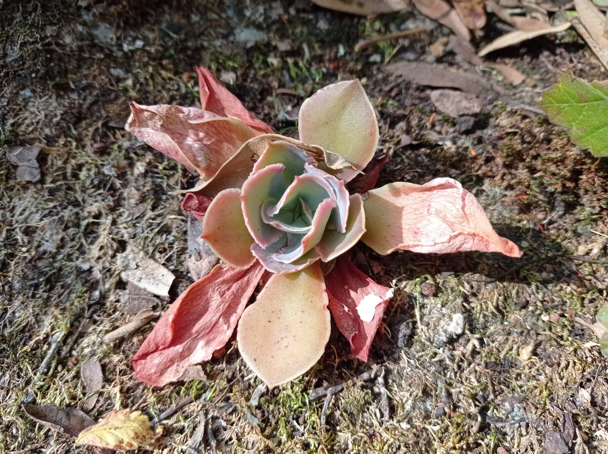 Echeveria cerrograndensis